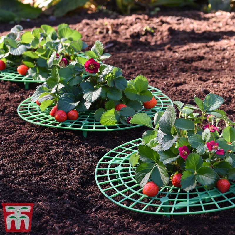 Garden Gear - Strawberry Support Frame