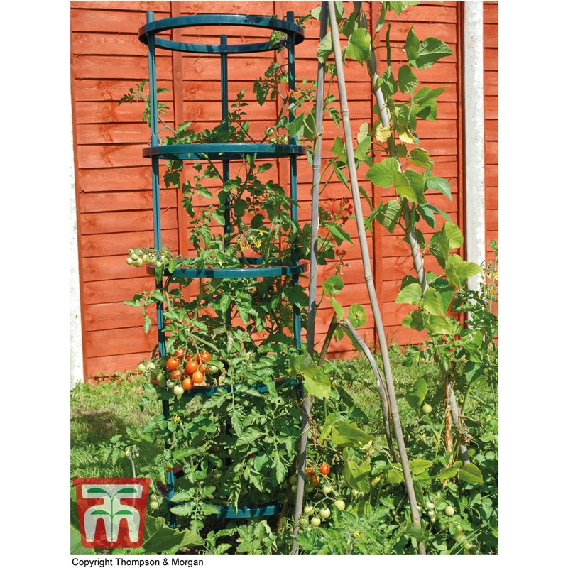 Garden Gear - Tomato Growing Support