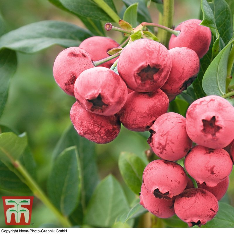 Blueberry 'Pink Lemonade' (Main Season)