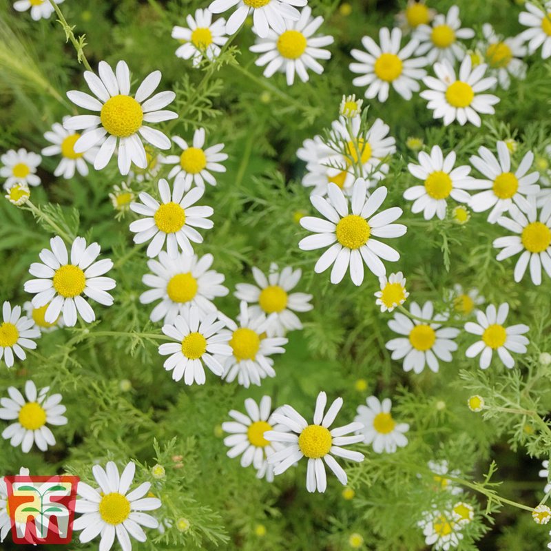 Chamomile - Herb Seeds