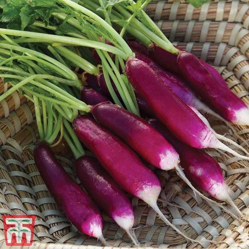 Radish 'Felicia' - Seeds