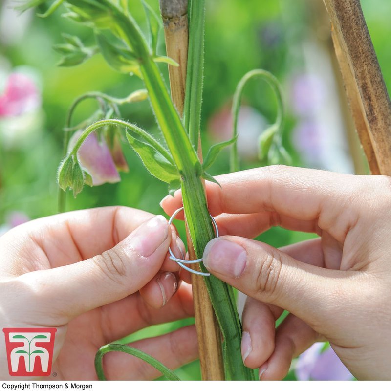 Garden Essentials - Sweet Pea Support Rings